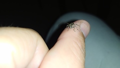 Oedopeza ocellator