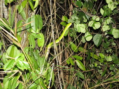 Trimeresurus erythrurus