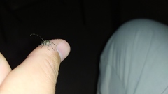 Oedopeza ocellator