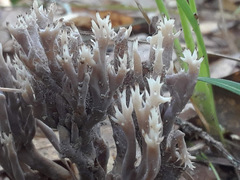Clavulina coralloides image