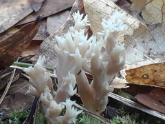 Clavulina coralloides image