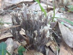 Clavulina coralloides image