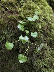 Kumlienia hystricula
