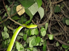 Trimeresurus erythrurus