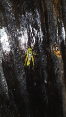 Paulinia acuminata