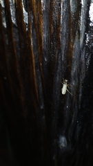 Epicauta fulvicornis