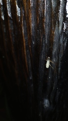Epicauta fulvicornis