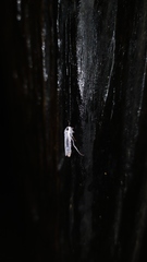 Tretogonia