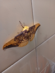 Eacles imperialis