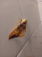 Eacles imperialis