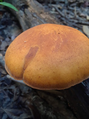 Gymnopilus liquiritiae
