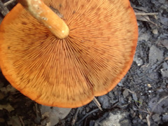Gymnopilus liquiritiae