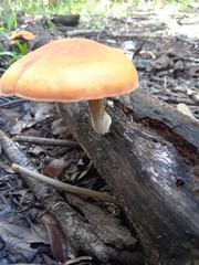 Gymnopilus liquiritiae