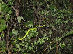 Trimeresurus erythrurus