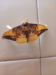 Eacles imperialis