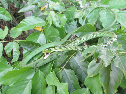 Photo of a Brown Vine Snake (anomala) (Ahaetulla anomala)