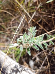 Pimelea octophylla