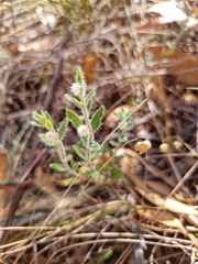 Pimelea octophylla