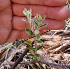 Pimelea octophylla
