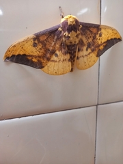 Eacles imperialis