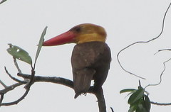 Pelargopsis amauroptera