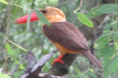 Pelargopsis amauroptera