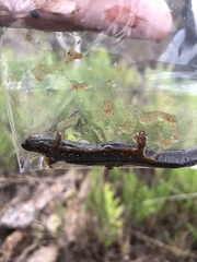 Desmognathus auriculatus