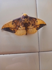 Eacles imperialis
