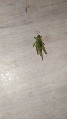Paulinia acuminata