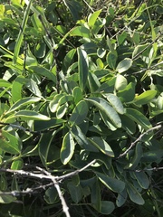 Santalum ellipticum