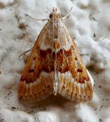 Achyra occidentalis
