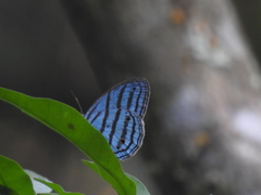 Cepheuptychia cephus