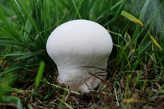 Vascellum lloydianum