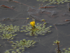 Ludwigia sedoides