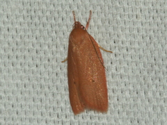 Enoplidia simplex
