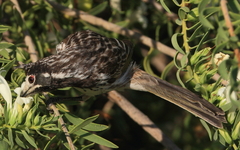 Purnella albifrons