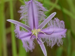 Thysanotus banksii