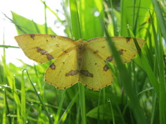 Xanthotype urticaria