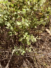 Chenopodium oahuense