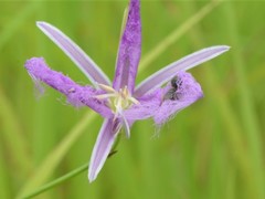 Thysanotus banksii