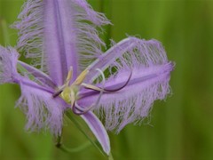 Thysanotus banksii