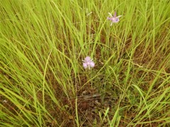 Thysanotus banksii