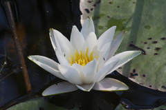 Nymphaea candida