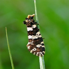 Ardiosteres moretonella