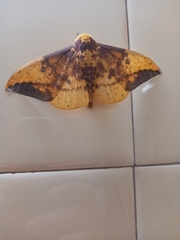 Eacles imperialis