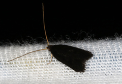 Lecithocera terrigena