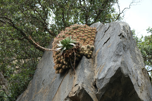Echinocereus pacificus