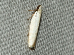 Scieropepla polyxesta