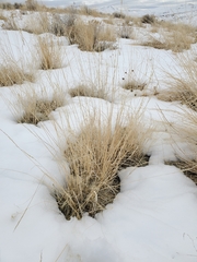 Pseudoroegneria spicata spicata