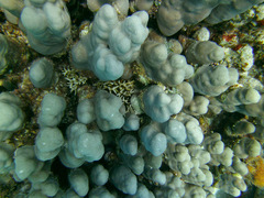 Porites nodifera